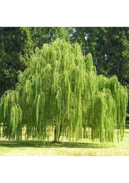 Tüplü Salkım Söğüt Ağacı Fidanı (150-200 Cm)