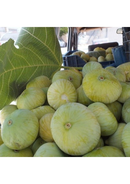 Tüplü Aydın Sarı Lob Incir Fidanı