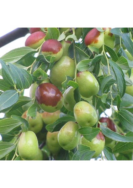 Tüplü Doğal Iri Meyveli Hünnap Fidanı