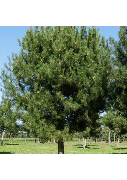 Tüplü 4 Yaşlı Karaçam Fidanı (100-150 Cm)