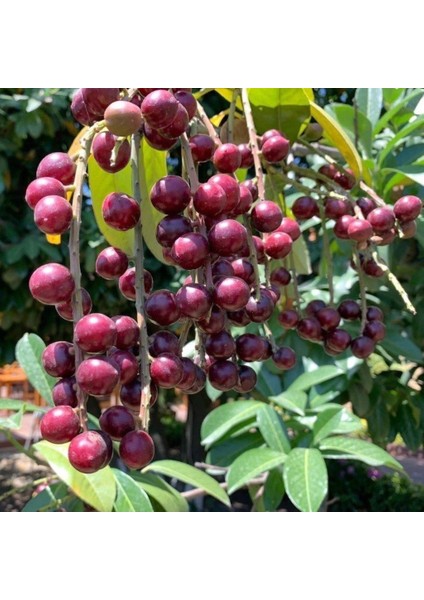 Tüplü Karayemiş Laz Kirazı Fidanı