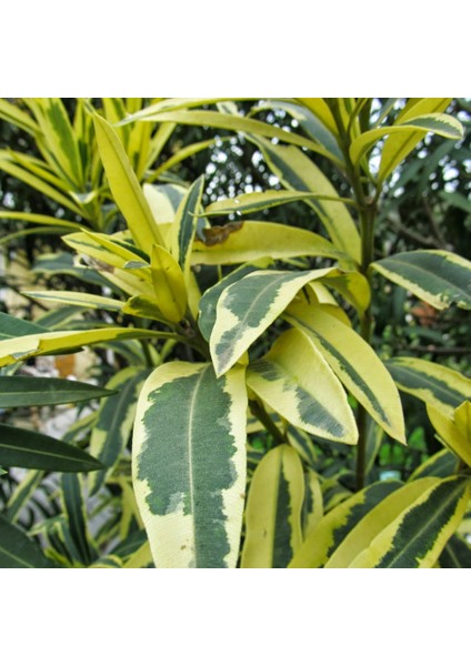 Tüplü Özel Nerium Oleander Çift Renkli Alacalı Zakkum Fidanı