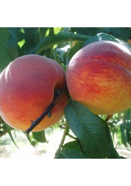 Tüplü Bol Sulu Erkenci Flored Şeftali Fidanı