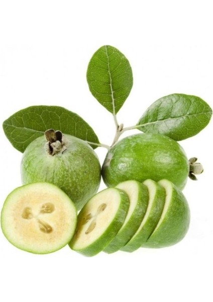 Tüplü Kaymak Ağacı Feijoa Fidanı