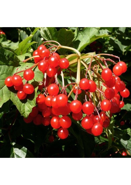 Tüplü Girebolu Fidanı (150-200 Cm)