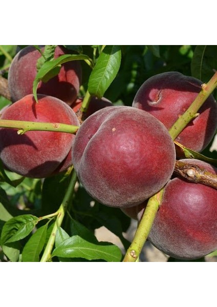 Tüplü Dark Kırmızı Royal Gem Şeftali Fidanı