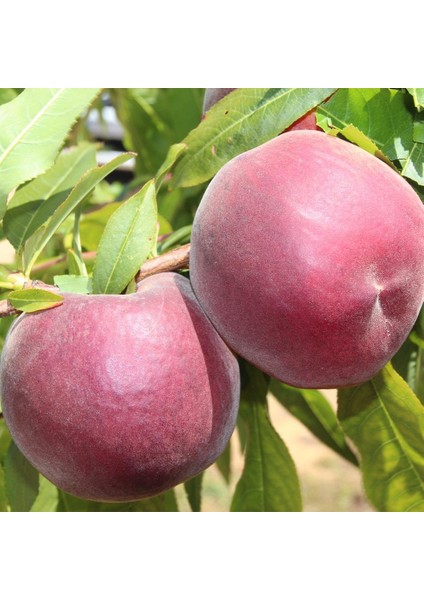 Tüplü Erkenci Francoise Şeftali Fidanı