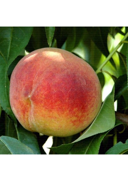 Tüplü Yarı Bodur Çok Iri Meyveli Uzun Boy Şeftali Fidanı