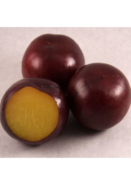 Tüplü Yarı Bodur Erkenci Sun Gold Japon Erik Fidanı