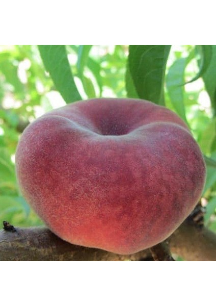 Tüplü Yarı Bodur Paraguaya Basık Yassı Şeftali Fidanı