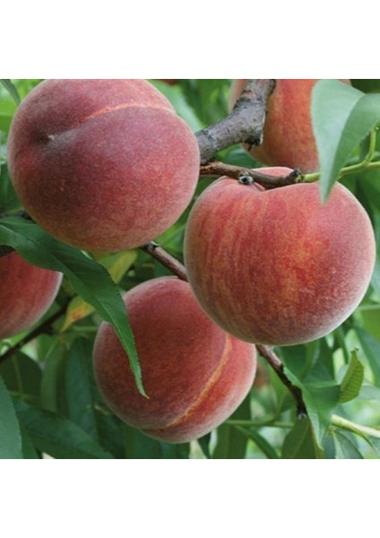 Tüplü Yarı Bodur Yazlık Transvalia Şeftali Fidanı