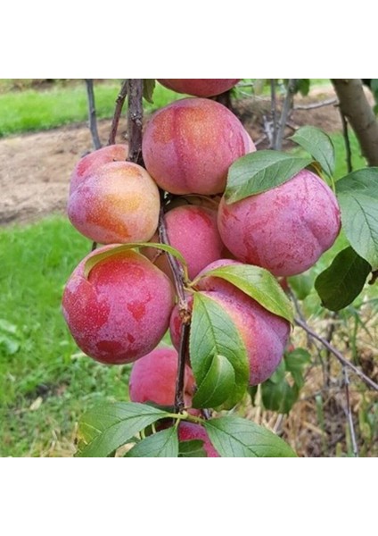 Tüplü Yarı Bodur Autumn Giant Erik Fidanı