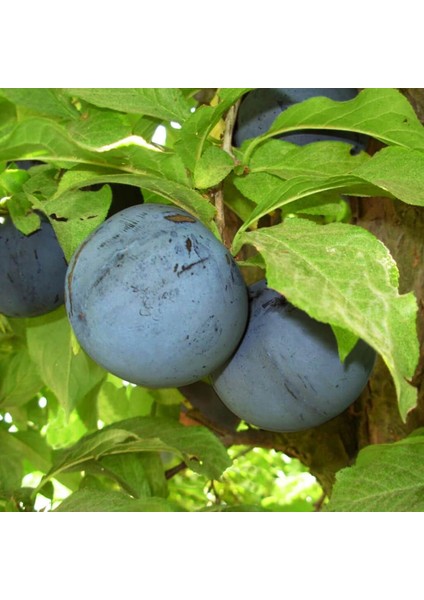 Tüplü Yarı Bodur Angeleno(Anjelika) Erik Fidanı