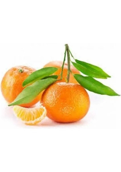 Tüplü Özel Yarı Bodur Soğuklara Dayanıklı Nova Mandalin Fidanı