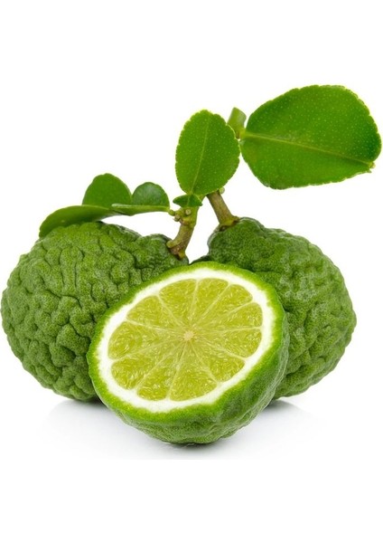 Tüplü Yoğun Kokulu Bergamot Fidanı