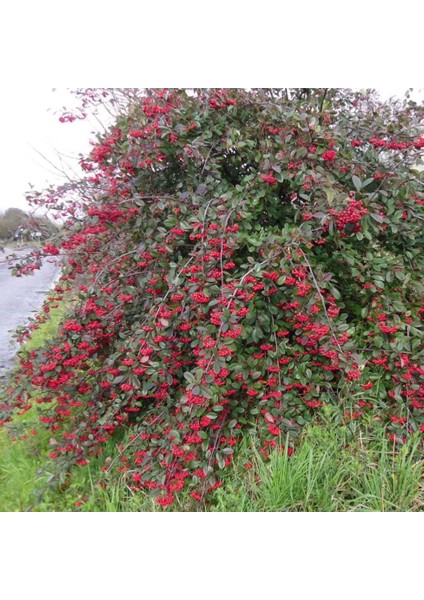Tüplü Cotoneaster Taş Elması Fidanı
