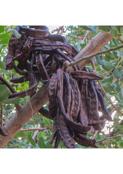Tüplü Kıbrıs Ballı Aşılı Keçi Boynuzu Harnup Fidanı