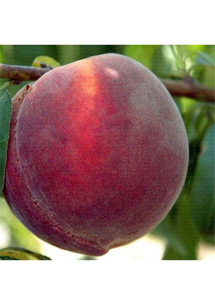 Tüplü Yarı Bodur Reçellik Glohaven Şeftali Fidanı