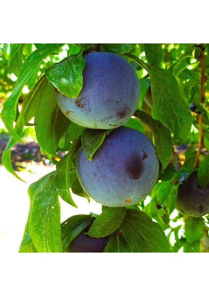 Tüplü Yarı Bodur Içi Dışı Kırmızı Alpha Erik Fidanı