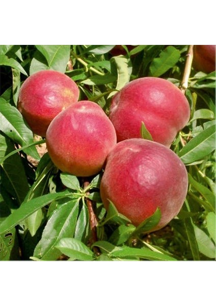 Tüplü Yarıbodur Sugar Vista Rich Şeftali Fidanı