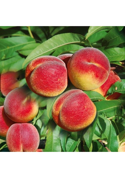 Tüplü Yarıbodur Iri Meyveli Tastired Şeftali Fidanı