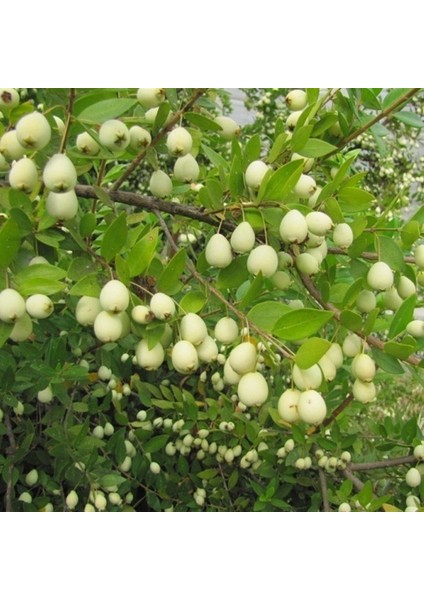 Tüplü Şifalı White Yaban Mersini Murt(Hambeles)Fidanı
