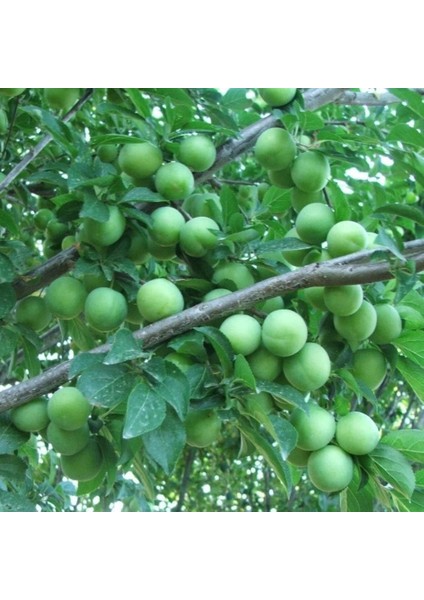 Tüplü Yarı Bodur Gölcük(Ağustos) Papaz Fidanı