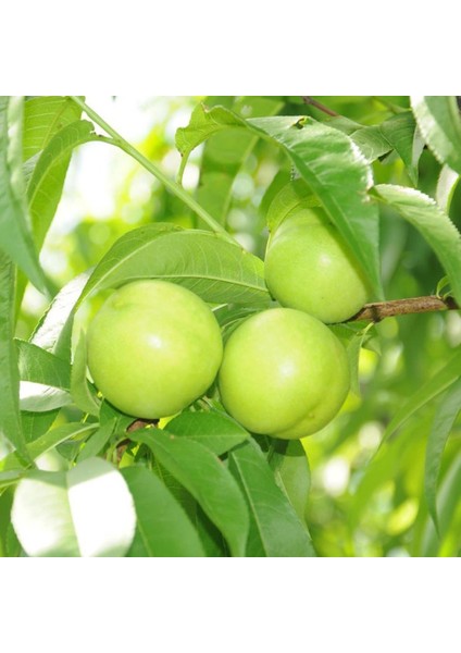 Tüplü Yarı Bodur Early White Nektarin Fidanı