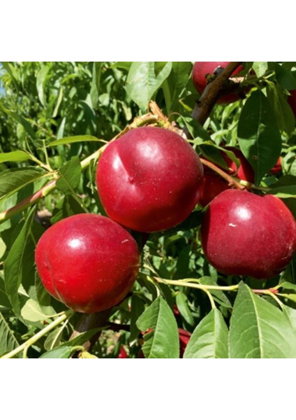 Tüplü Yarı Bodur Red Big Bang Nektarin Fidanı