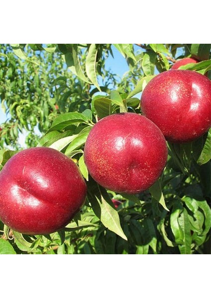 Tüplü Yarı Bodur Bol Verimli Venus Nektarin Fidanı