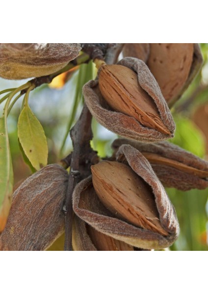 Tüplü Yarı Bodur Amerikan Teksas Diş Badem Fidanı