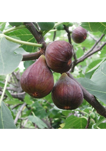 Tüplü Yöresel Karadeniz Patlıcan Inciri Fidanı