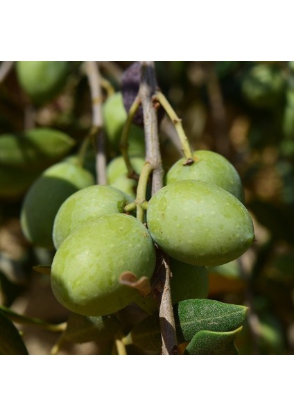 Tüplü Topak Tavşan Yüreği Zeytin Fidanı