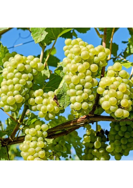 Tüplü Sarmalık Narince Üzüm(Asma-Bağ) Fidanı
