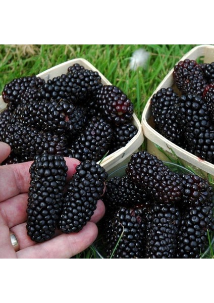 Tüplü Iri Meyveli Cebeci Böğürtlen Fidanı
