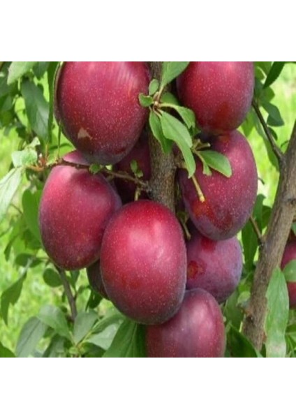 Tüplü Yarı Bodur Crimson Glo Erik Fidanı