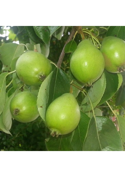 Tüplü Yarı Bodur Erkenci Ballı Akça Armut Fidanı