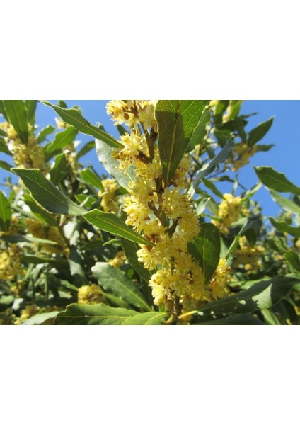 Tüplü Kokulu Yapraklı Defne Ağacı Fidanı (10ADET)