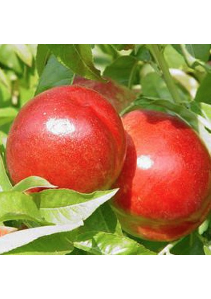 Tüplü Yarı Bodur Grand Nektarin Fidanı