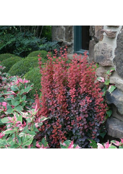 Tüplü Red Rocket Berberis Kadın Tuzluğu Fidanı