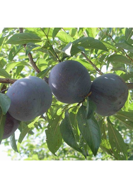 Tüplü Yarı Bodur Primetime Erik Fidanı