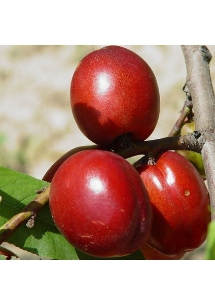 Tüplü Yarı Bodur Yumuşak Big Nektarin Fidanı