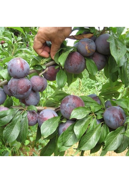 Tüplü Yarı Bodur Black Beauty 7 Erik Fidanı