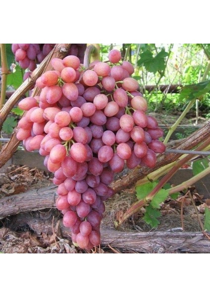 Tüplü Siirt Yüksek Aromalı Tayfi Üzüm Fidanı