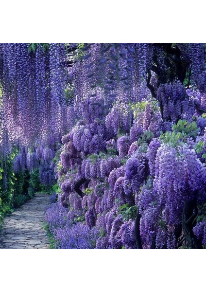 Tüplü Özel Ürün Yoğun Kokulu Wisteria Sinensis Mor Salkım Fidanı (70-100 Cm)