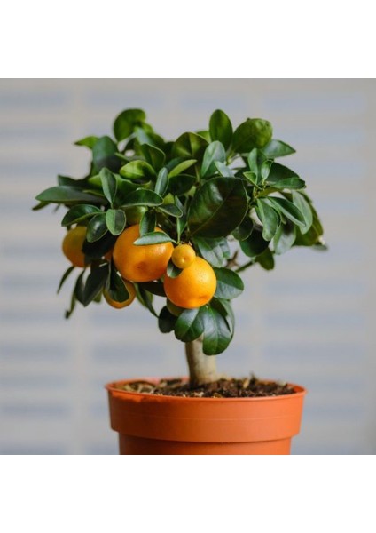 Meyve Verme Yaşında Tüplü Kalomandin Fidanı