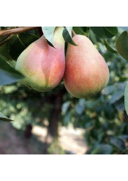 Tüplü Tam Bodur Iri Meyveli Akçay 77 Armut Fidanı