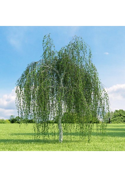 Tüplü Betula Alba Huş Ağacı Fidanı