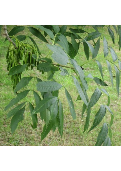 Tüplü Betula Alba Huş Ağacı Fidanı fiyatları