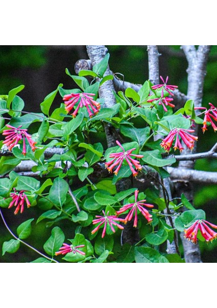 Nadir Çeşit Tüplü Lonicera Sempervirens Trompet Hanımeli Fidanı
